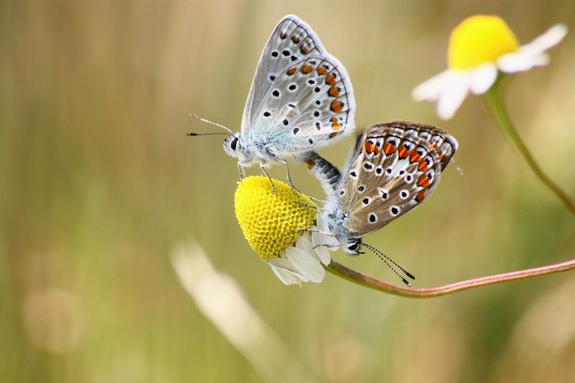 Tutti Polyommatus icarus?